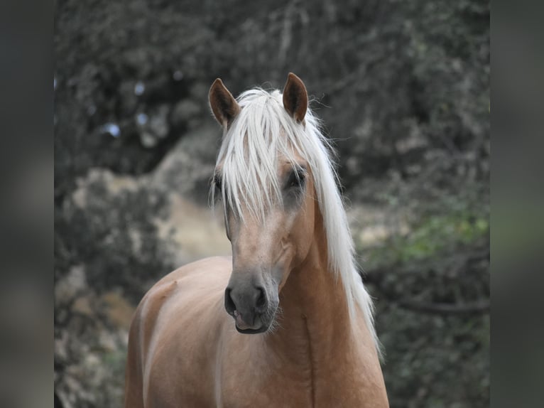 PRE Hengst 3 Jahre 170 cm Palomino in El Real De La Jara