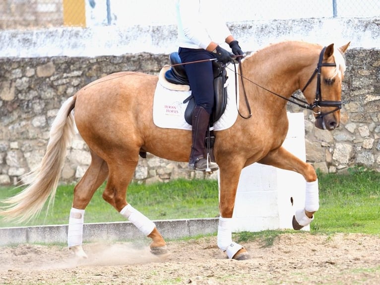 PRE Mix Hengst 3 Jahre 170 cm Palomino in NAVAS DEL MADRONO