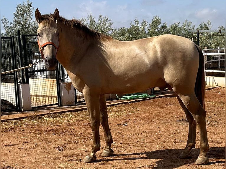 PRE Mix Hengst 3 Jahre 170 cm Perlino in Malága