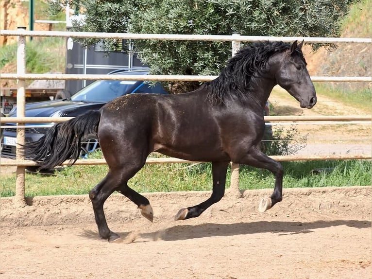 PRE Mix Hengst 3 Jahre 170 cm Rappe in Navas Del Madroño