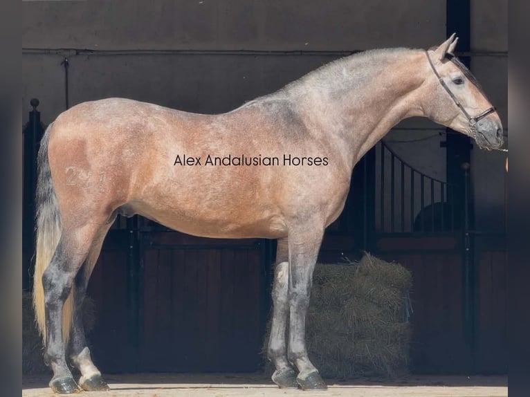 PRE Mix Hengst 3 Jahre 170 cm Schimmel in Sevilla