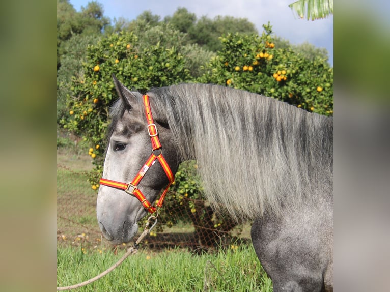 PRE Mix Hengst 3 Jahre 170 cm Schimmel in Vejer de la Frontera