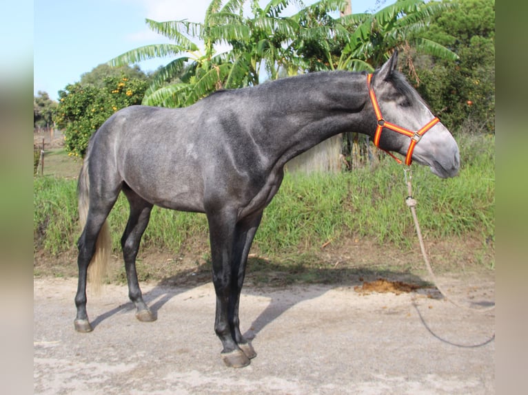 PRE Mix Hengst 3 Jahre 170 cm Schimmel in Vejer de la Frontera