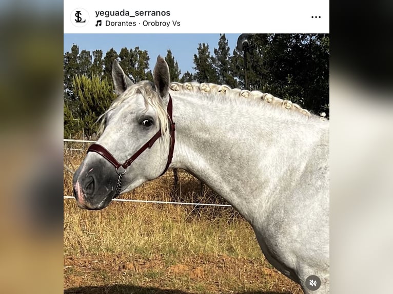 PRE Hengst 3 Jahre 170 cm Schimmel in Sevilla