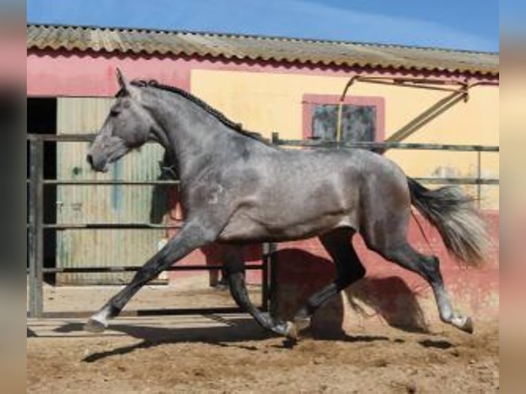 PRE Mix Hengst 3 Jahre 170 cm Schimmel in Sevilla