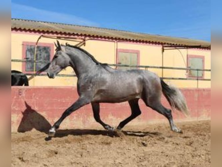 PRE Mix Hengst 3 Jahre 170 cm Schimmel in Sevilla
