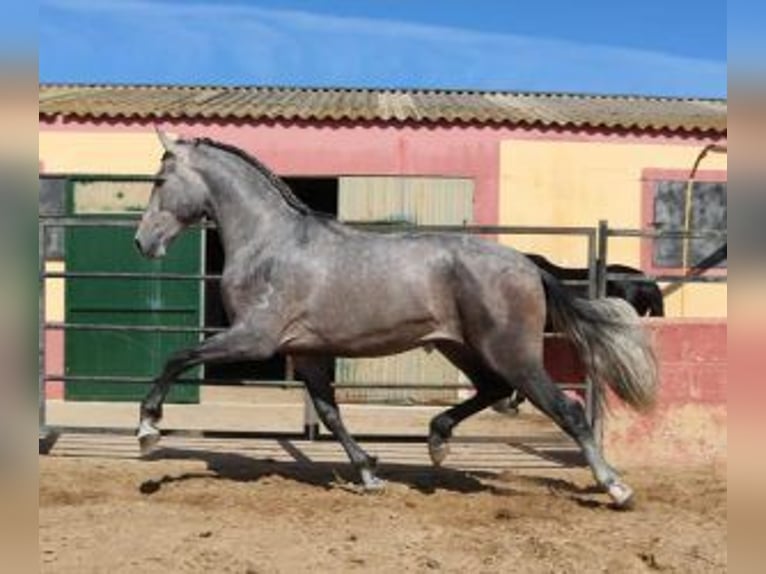PRE Mix Hengst 3 Jahre 170 cm Schimmel in Sevilla