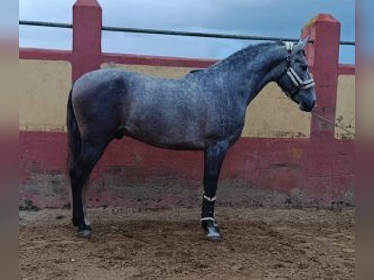 PRE Mix Hengst 3 Jahre 170 cm Schimmel in Sevilla
