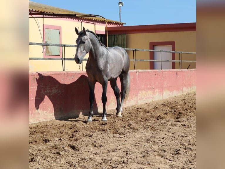 PRE Mix Hengst 3 Jahre 170 cm Schimmel in Medellin