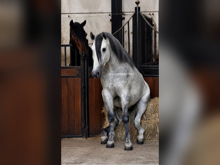 PRE Mix Hengst 3 Jahre 170 cm Schimmel in Sevilla