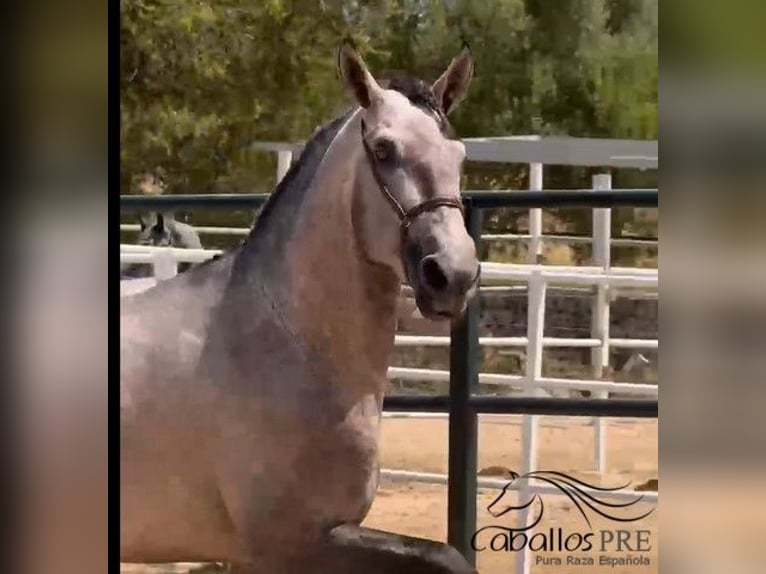 PRE Mix Hengst 3 Jahre 170 cm Schimmel in Mallorca