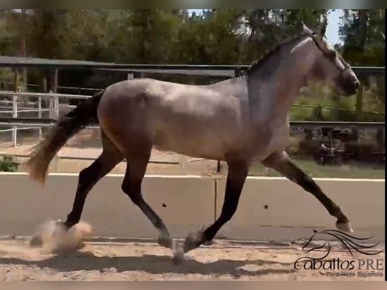 PRE Mix Hengst 3 Jahre 170 cm Schimmel in Mallorca