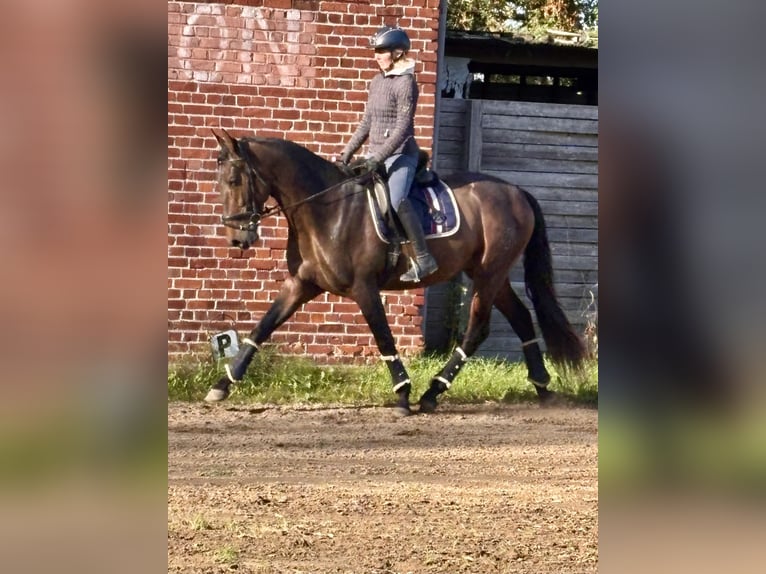 PRE Mix Hengst 3 Jahre 172 cm Brauner in Wremen
