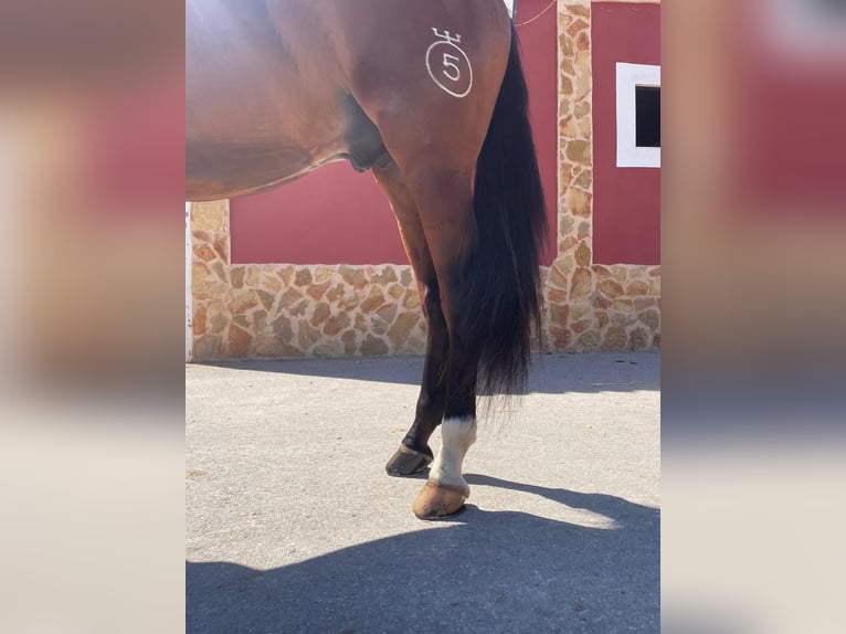 PRE Mix Hengst 3 Jahre 172 cm Brauner in Albacete