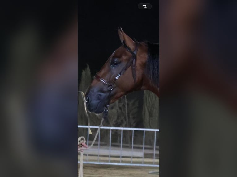PRE Mix Hengst 3 Jahre 172 cm Brauner in Albacete