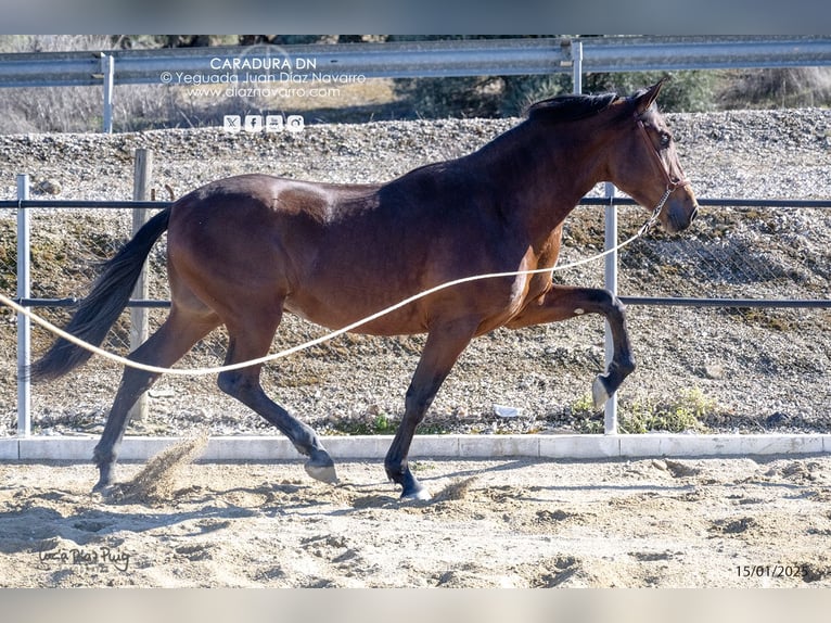 PRE Mix Hengst 3 Jahre 172 cm Brauner in Arjona