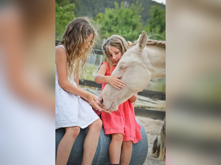 PRE Mix Hengst 3 Jahre 172 cm Perlino in Alcoi/Alcoy