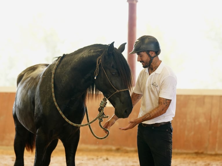 PRE Hengst 3 Jahre 172 cm Rappe in El Catllar