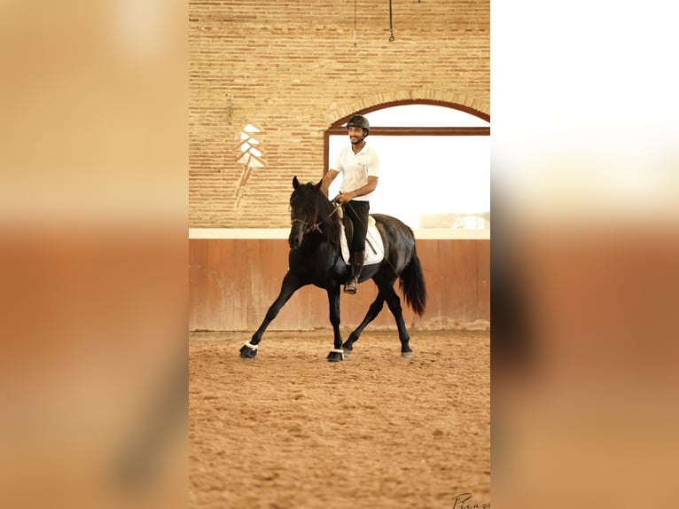 PRE Hengst 3 Jahre 172 cm Rappe in El Catllar