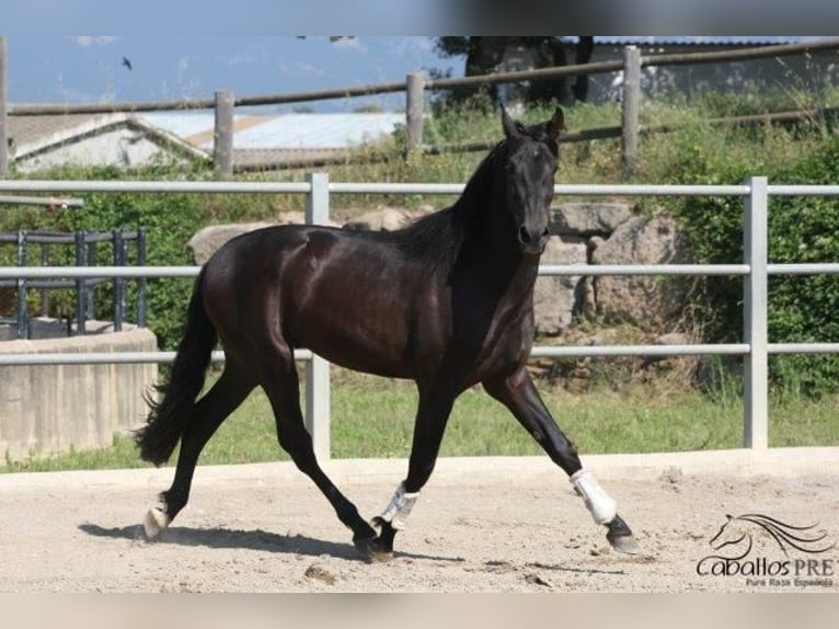 PRE Hengst 3 Jahre 172 cm Rappe in Barcelona