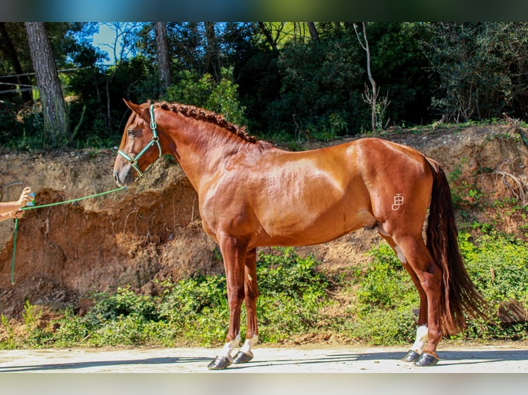 PRE Mix Hengst 3 Jahre 172 cm Rotfuchs in Terrassa