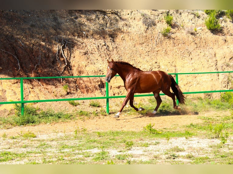 PRE Mix Hengst 3 Jahre 172 cm Rotfuchs in Terrassa