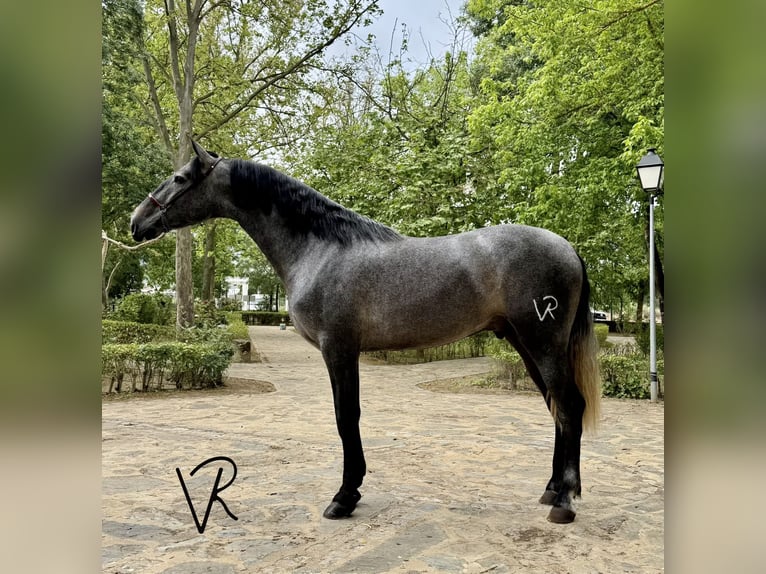 PRE Hengst 3 Jahre 172 cm Schimmel in Llerena