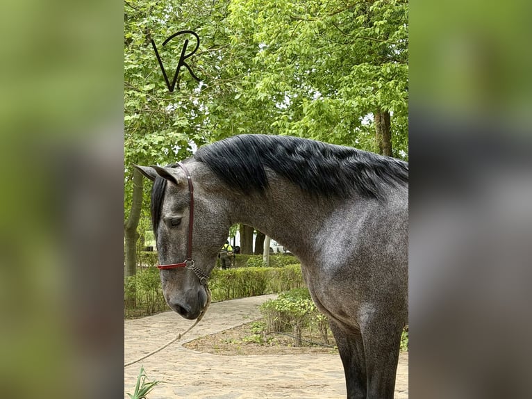 PRE Hengst 3 Jahre 172 cm Schimmel in Llerena