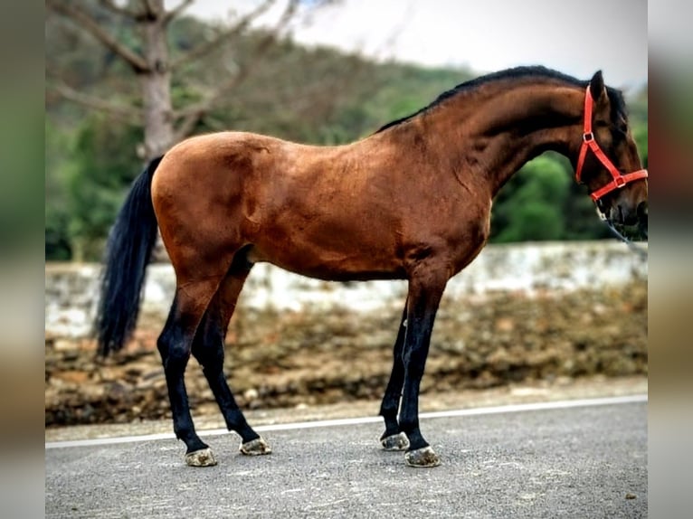 PRE Mix Hengst 3 Jahre 173 cm Brauner in Calanas