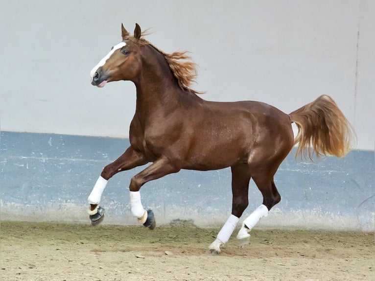 PRE Mix Hengst 3 Jahre 173 cm Fuchs in Navas Del Madroño