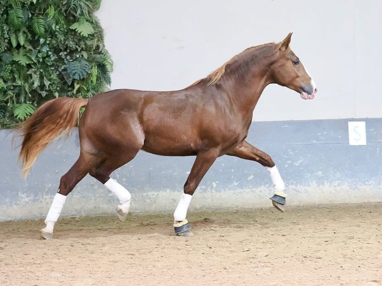 PRE Mix Hengst 3 Jahre 173 cm Fuchs in Navas Del Madroño