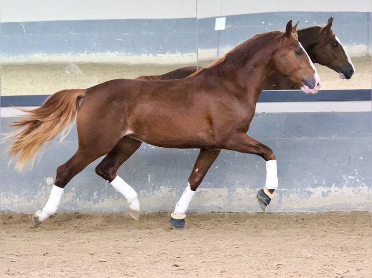 PRE Mix Hengst 3 Jahre 173 cm Fuchs in Navas Del Madroño