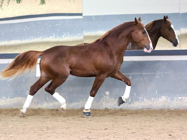 PRE Mix Hengst 3 Jahre 173 cm Fuchs in Navas Del Madroño