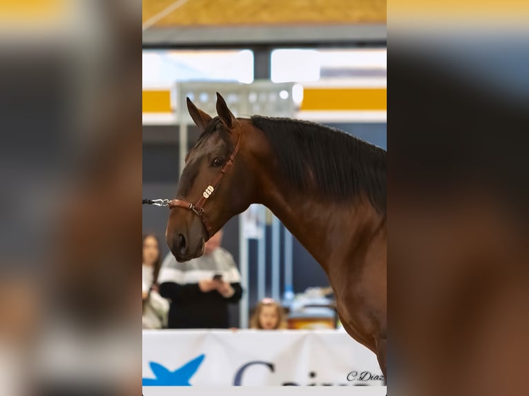 PRE Mix Hengst 3 Jahre 173 cm Hellbrauner in Talavera De La Reina