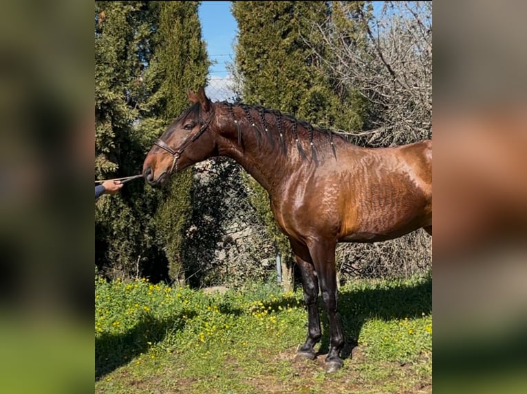 PRE Mix Hengst 3 Jahre 173 cm Hellbrauner in Talavera De La Reina