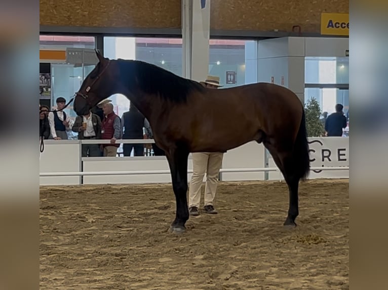 PRE Mix Hengst 3 Jahre 173 cm Hellbrauner in Talavera De La Reina
