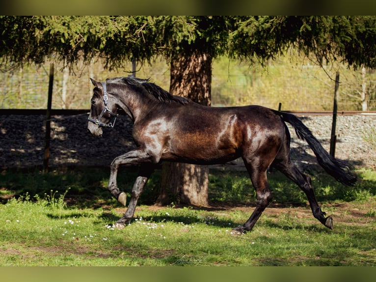 PRE Hengst 3 Jahre 173 cm Rappe in Aldingen
