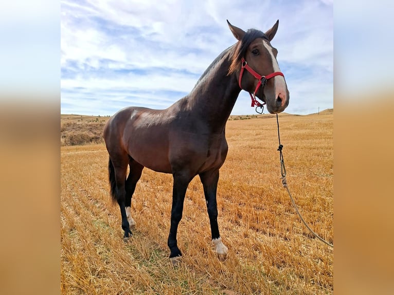 PRE Mix Hengst 3 Jahre 174 cm Brauner in Sanlucar