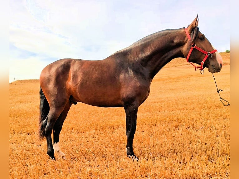 PRE Mix Hengst 3 Jahre 174 cm Brauner in Sanlucar