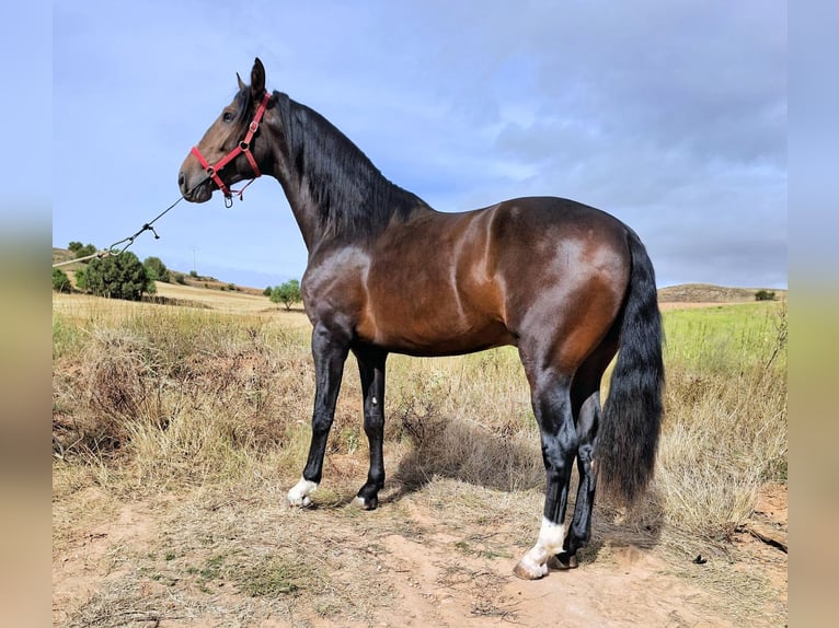 PRE Mix Hengst 3 Jahre 174 cm Brauner in Sanlucar