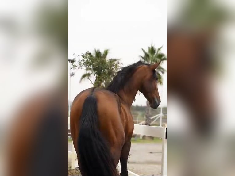 PRE Mix Hengst 3 Jahre 175 cm Brauner in Barcelona