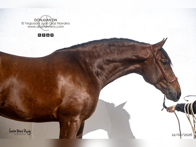 PRE Hengst 3 Jahre 175 cm Brauner in Arjona