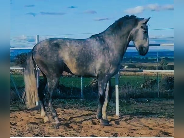PRE Mix Hengst 3 Jahre 175 cm Schimmel in Navalvillar De Pela