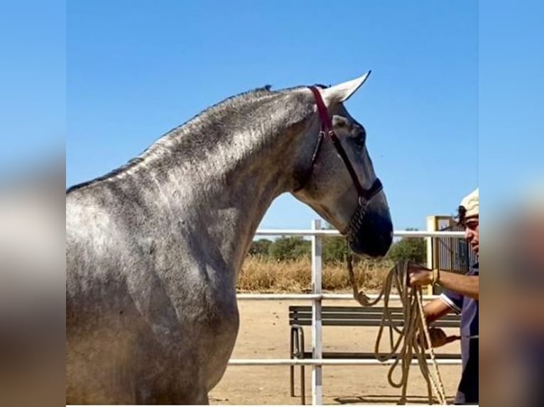PRE Mix Hengst 3 Jahre 175 cm Schimmel in Navalvillar De Pela