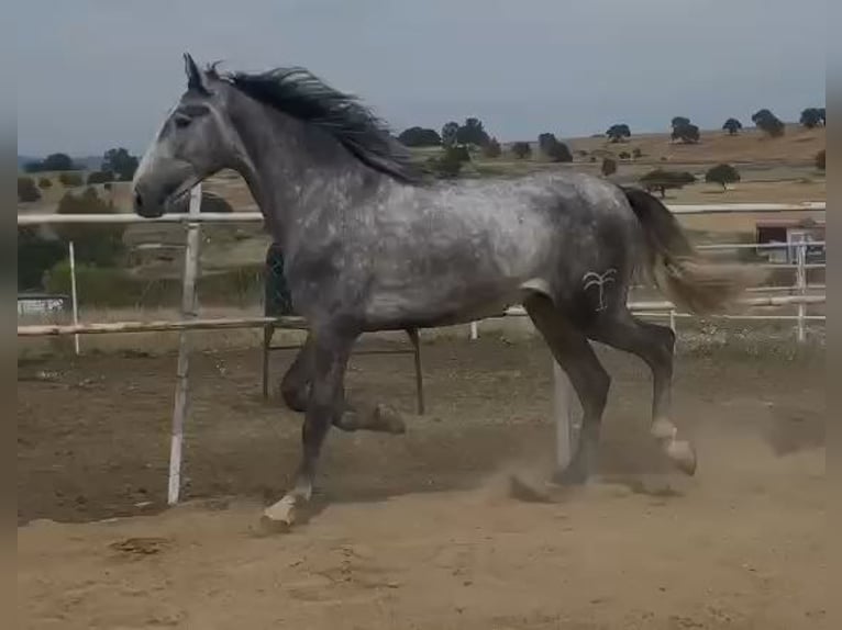 PRE Mix Hengst 3 Jahre 175 cm Schimmel in Navalvillar De Pela