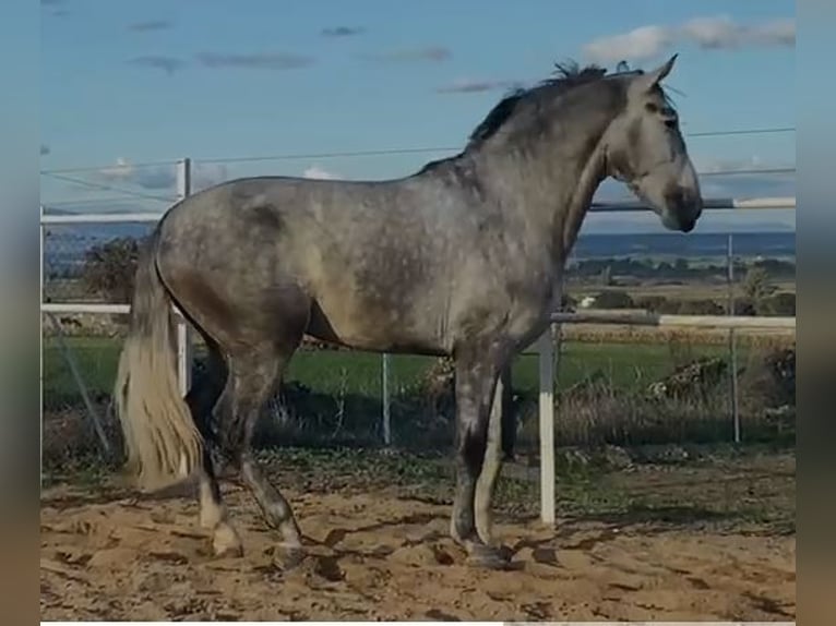 PRE Mix Hengst 3 Jahre 175 cm Schimmel in Navalvillar De Pela