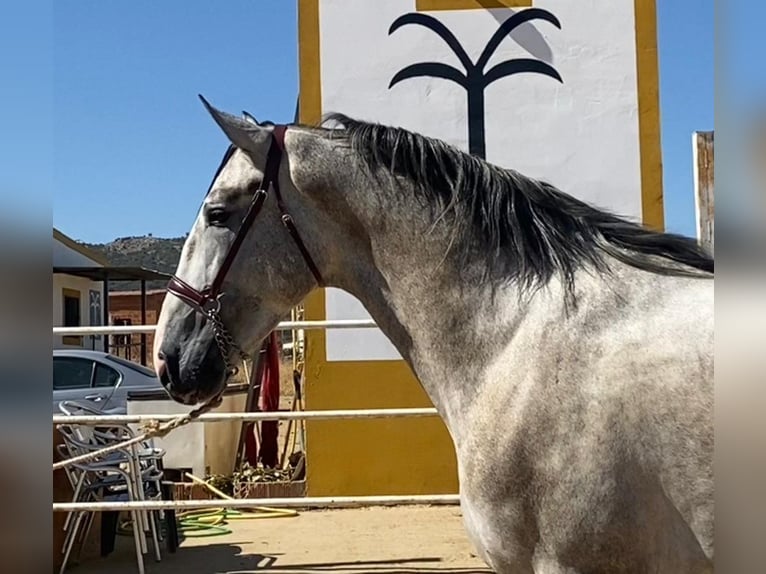 PRE Mix Hengst 3 Jahre 175 cm Schimmel in Navalvillar De Pela
