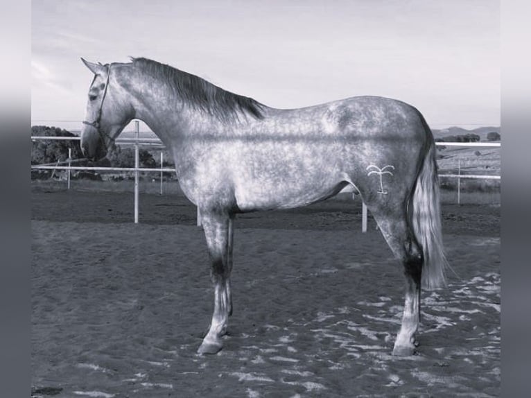 PRE Mix Hengst 3 Jahre 175 cm Schimmel in Navalvillar De Pela