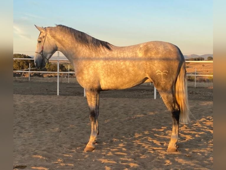 PRE Mix Hengst 3 Jahre 175 cm Schimmel in Navalvillar De Pela