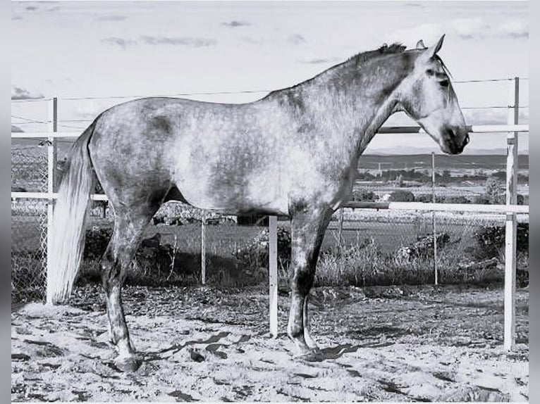 PRE Mix Hengst 3 Jahre 175 cm Schimmel in Navalvillar De Pela